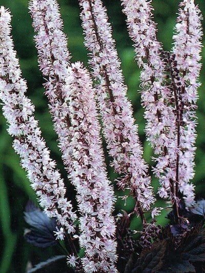 Actaea simplex Pink Spike- sudrabsvece